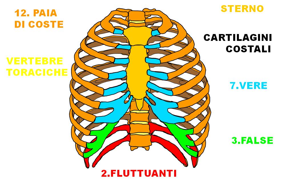 SISTEMA SCHELETRICO Mappa Concettuale